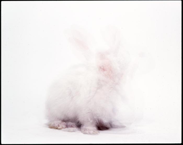 White Rabbit, Gray Creates
